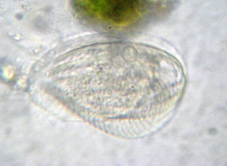 Protozoi del muschio: Phacodinium metchnicoffi ?